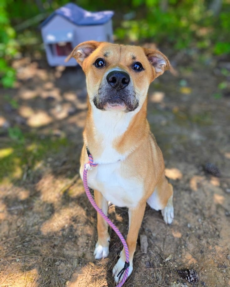 Photo of Cooper, adoptable Labrador Retriever in Douglasville, Georgia