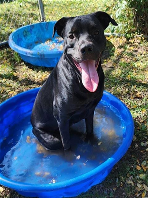 Photo of Gumdrop, adoptable Pit Bull Terrier in Peoria, Illinois