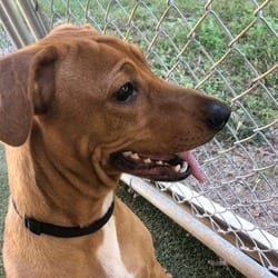 Photo of Tyler, adoptable Mixed Breed (Large) Dachshund in Loxahatchee, Florida