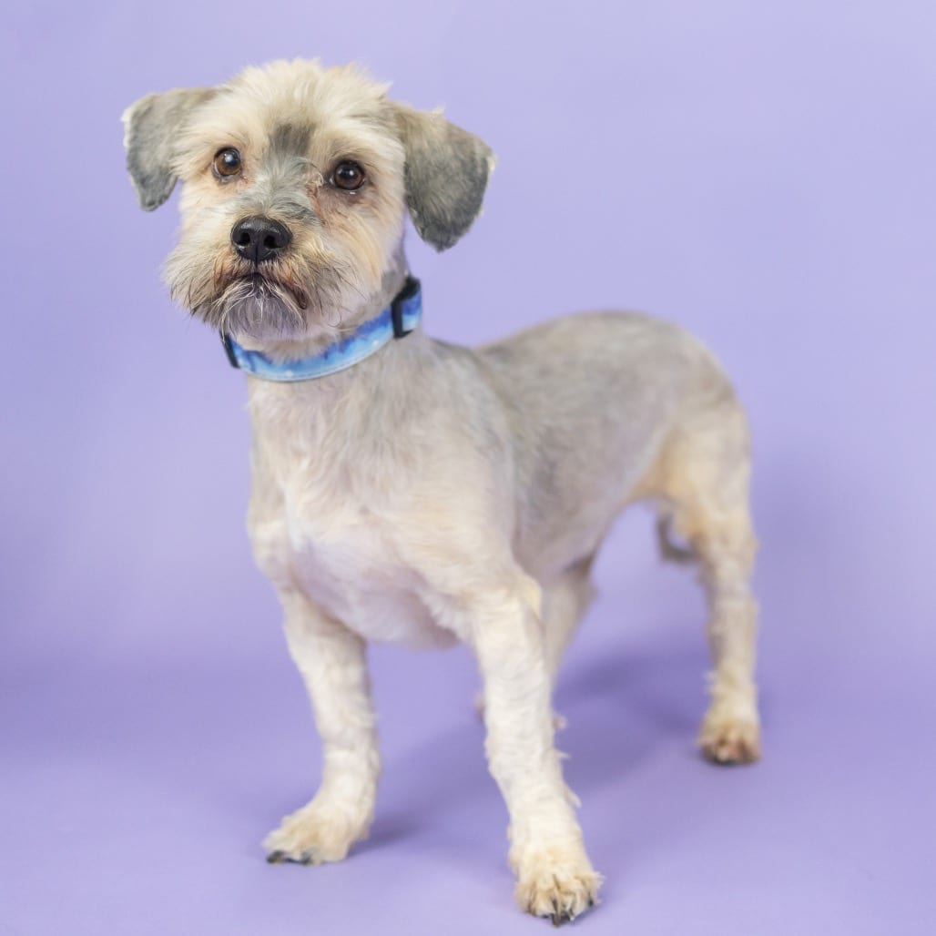 Photo of Bolt, adoptable Lhasa Apso in Portland, Oregon