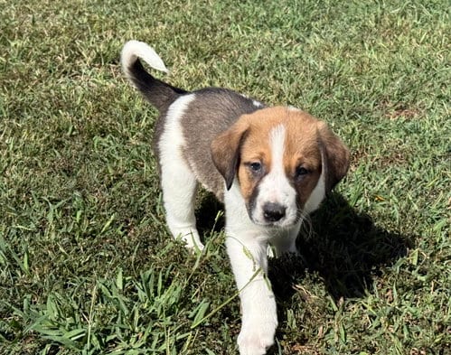 Photo of Ripley - Halloween Litter, adoptable Anatolian Shepherd in Holly Springs, North Carolina