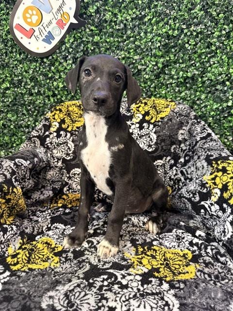 Photo of Pinkie Pie, adoptable Labrador Retriever in Corpus Christi, Texas