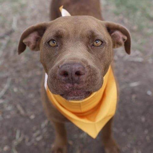 Photo of Hershey, adoptable American Staffordshire Terrier in San Antonio, Texas