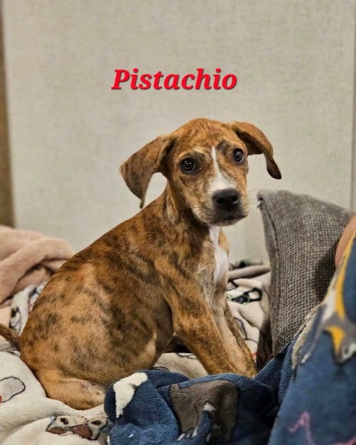 Photo of Pistacho - Nut Litter, adoptable Labrador Retriever in Sheboygan, Wisconsin