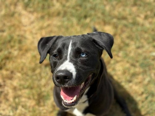 Photo of Mazzy, adoptable Pit Bull Terrier in Tulsa, Oklahoma