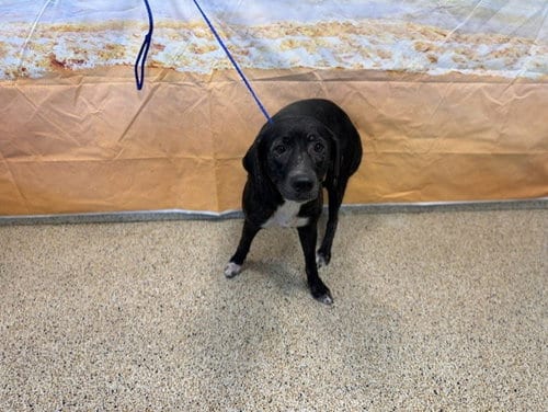 Photo of Stacy, adoptable Labrador Retriever in Miami, Florida