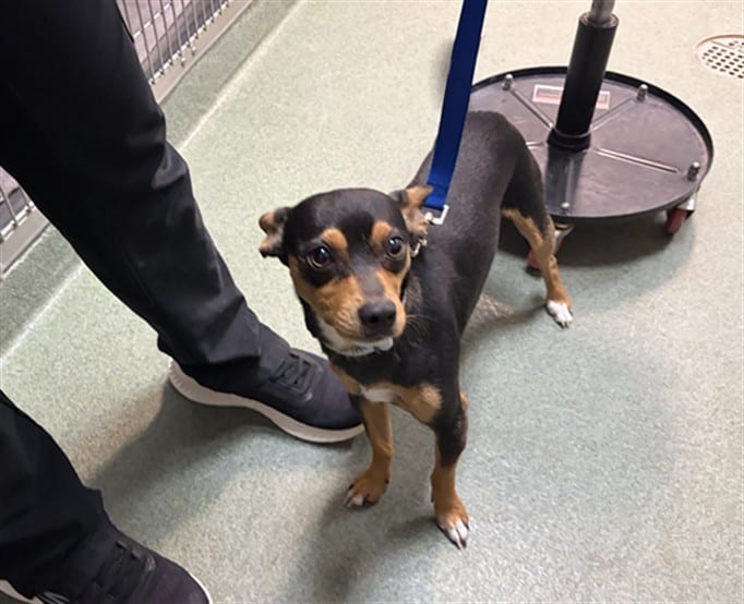 Photo of Chester, adoptable Mixed Breed in Santa Fe, New Mexico