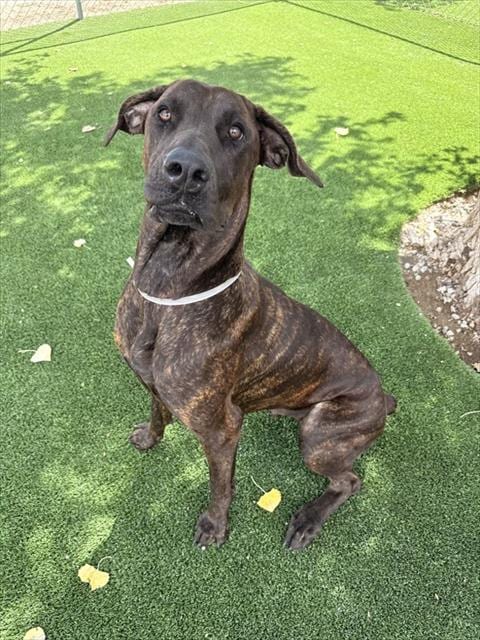 Photo of Kaia, adoptable Cane Corso Mastiff in Castaic, California