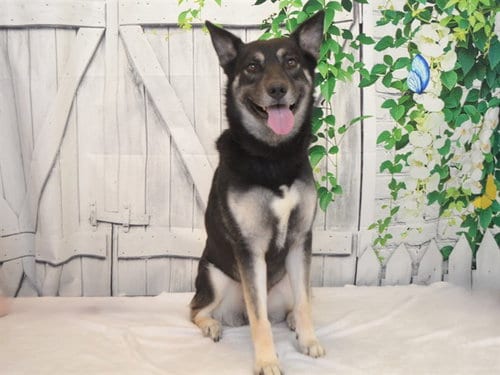Photo of Bella, adoptable German Shepherd Dog in Oroville, California