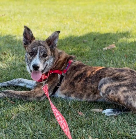 Photo of Raj, adoptable Australian Cattle Dog/Blue Heeler in Hayward, California