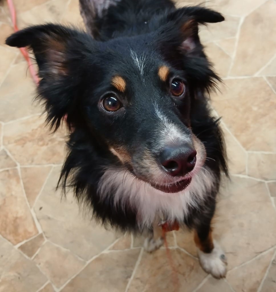 Photo of Cinder, adoptable Australian Shepherd in Mena, Arkansas