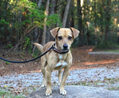 Photo of Melvin, adoptable Chihuahua in Willingboro, New Jersey