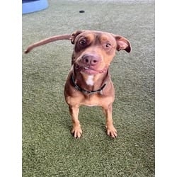 Photo of Mark, adoptable Doberman Pinscher in Doral, Florida