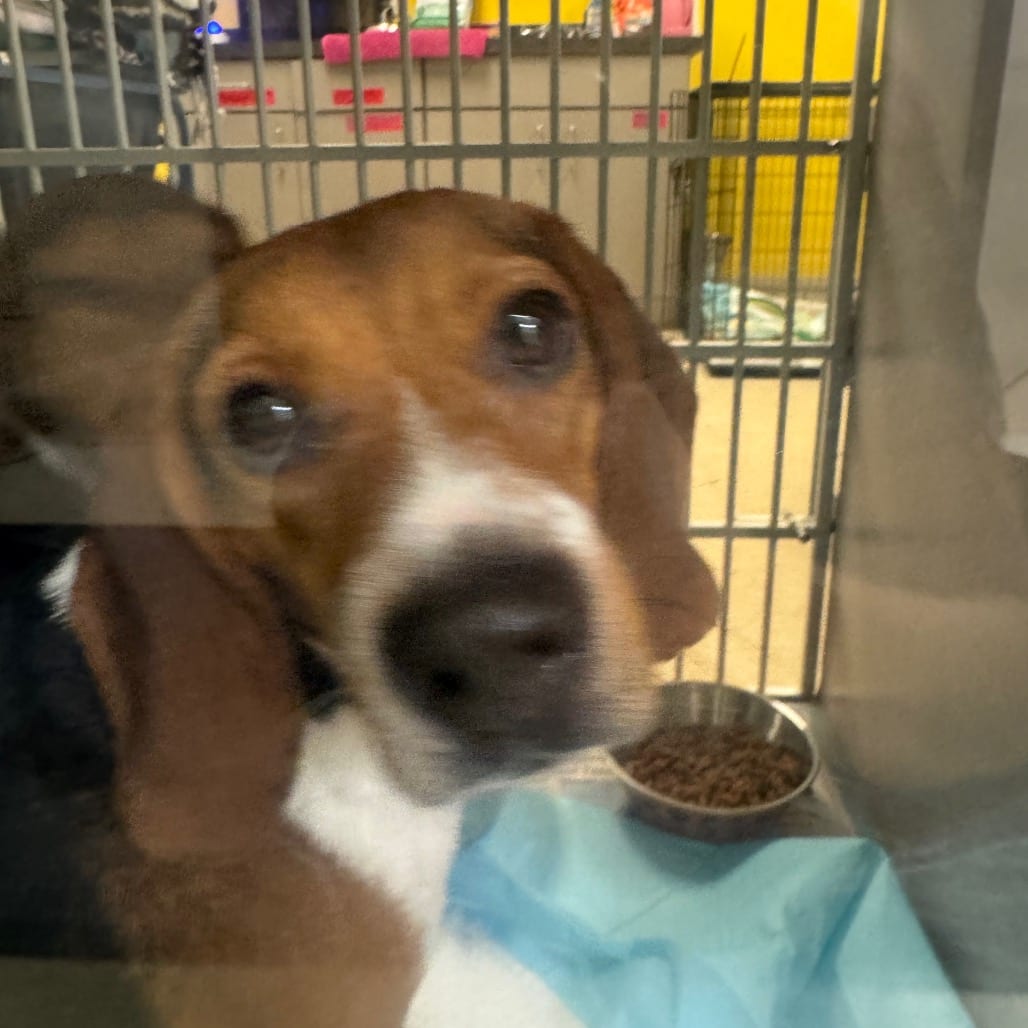 Photo of Clark, adoptable Mixed Breed (Small) in Winfield, West Virginia