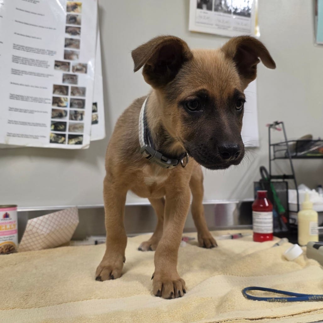 Photo of Pluto, adoptable Mixed Breed (Large) in St. Cloud, Minnesota