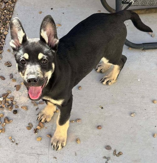 Photo of Cali litter - Bo, located in NV, adoptable German Shepherd Dog in Imlay City, Michigan