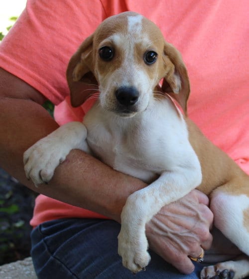 Photo of Opal 44210, adoptable Treeing Walker Coonhound in Prattville, Alabama