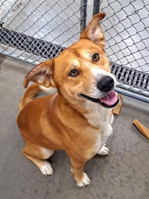 Photo of Fajita, adoptable Husky in Easton, Maryland