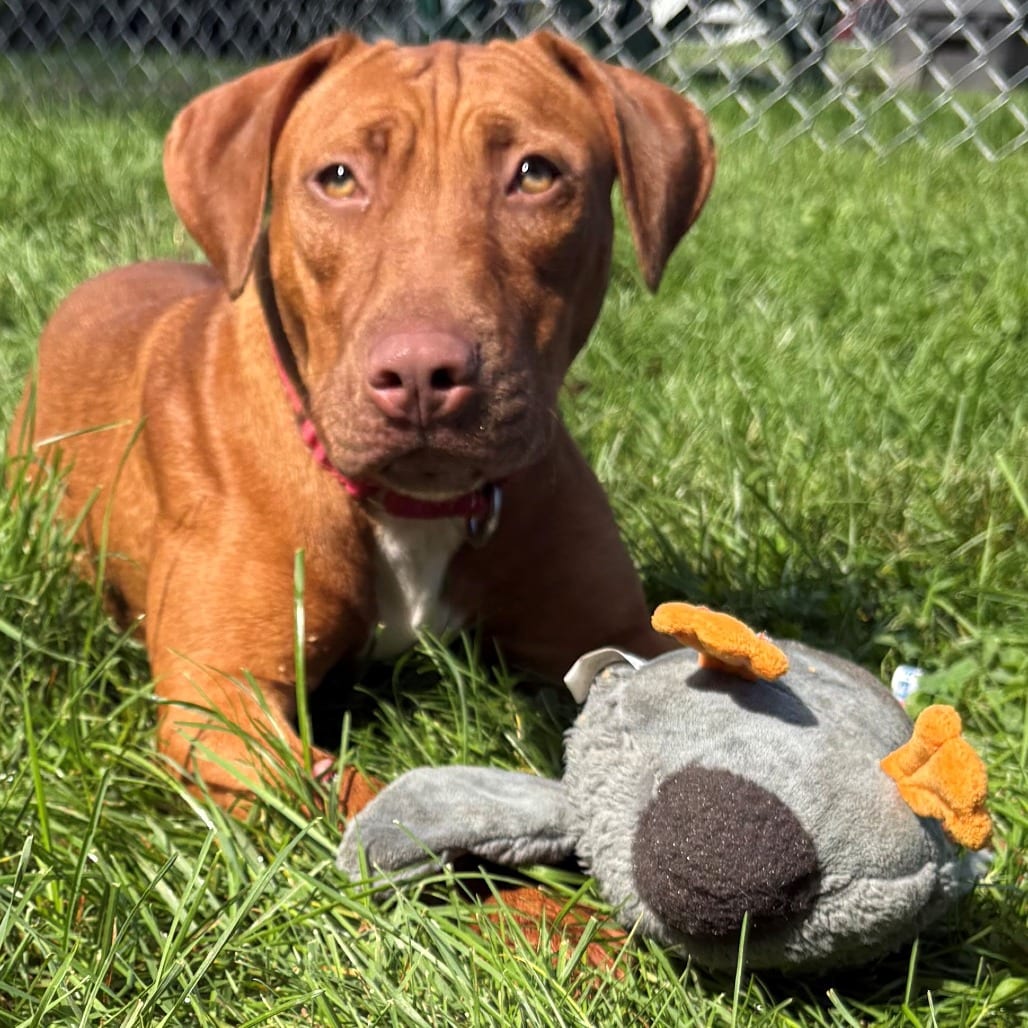 Photo of Stella, adoptable Mixed Breed (Medium) in East Hanover, New Jersey