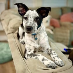 Photo of 928 (2026) Takis, adoptable Australian Cattle Dog Mixed Breed (Medium) in Parker, Colorado