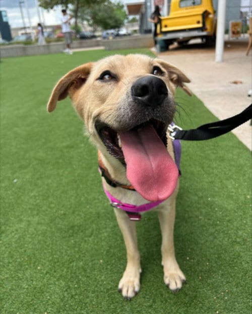 Photo of Honey Bun, adoptable Labrador Retriever in Houston, Texas
