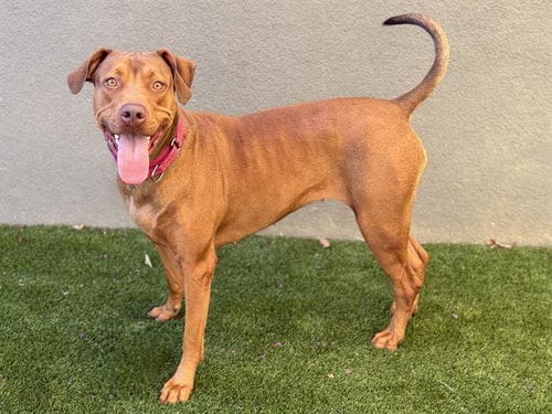 Photo of Penny, adoptable Doberman Pinscher in Martinez, California