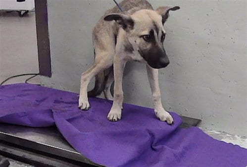 Photo of Aladdin, adoptable Labrador Retriever in Houston, Texas