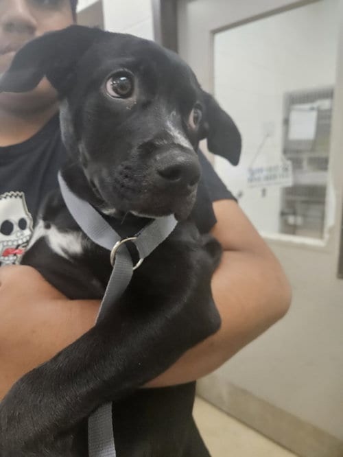 Photo of Lolo, adoptable Labrador Retriever in Derwood, Maryland