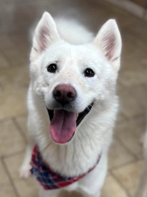 Photo of Juliette, adoptable Siberian Husky in Matawan, New Jersey