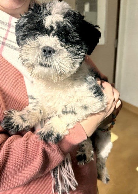 Photo of Howie, adoptable Shih Tzu in Derwood, Maryland