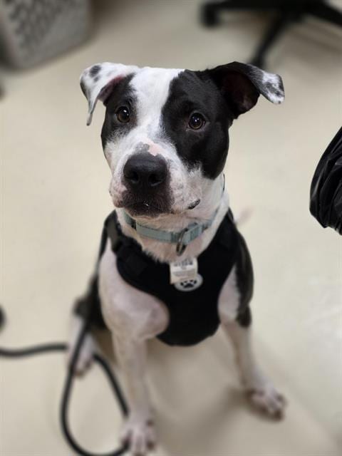 Photo of Rocky, adoptable Staffordshire Bull Terrier in Center Township, Pennsylvania