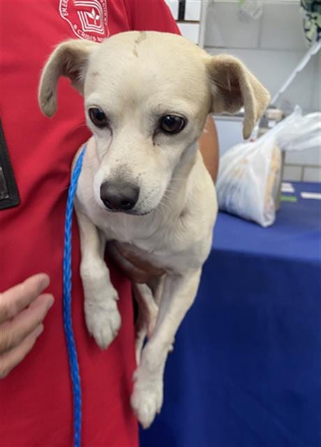 Photo of Burton, adoptable Mixed Breed