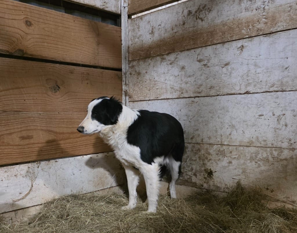 Photo of Heartland No. 46, adoptable Border Collie in Texas