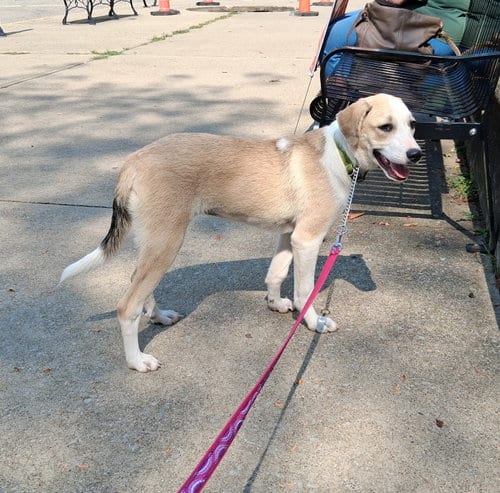 Photo of Tillie, adoptable Beagle in Stockport, Ohio