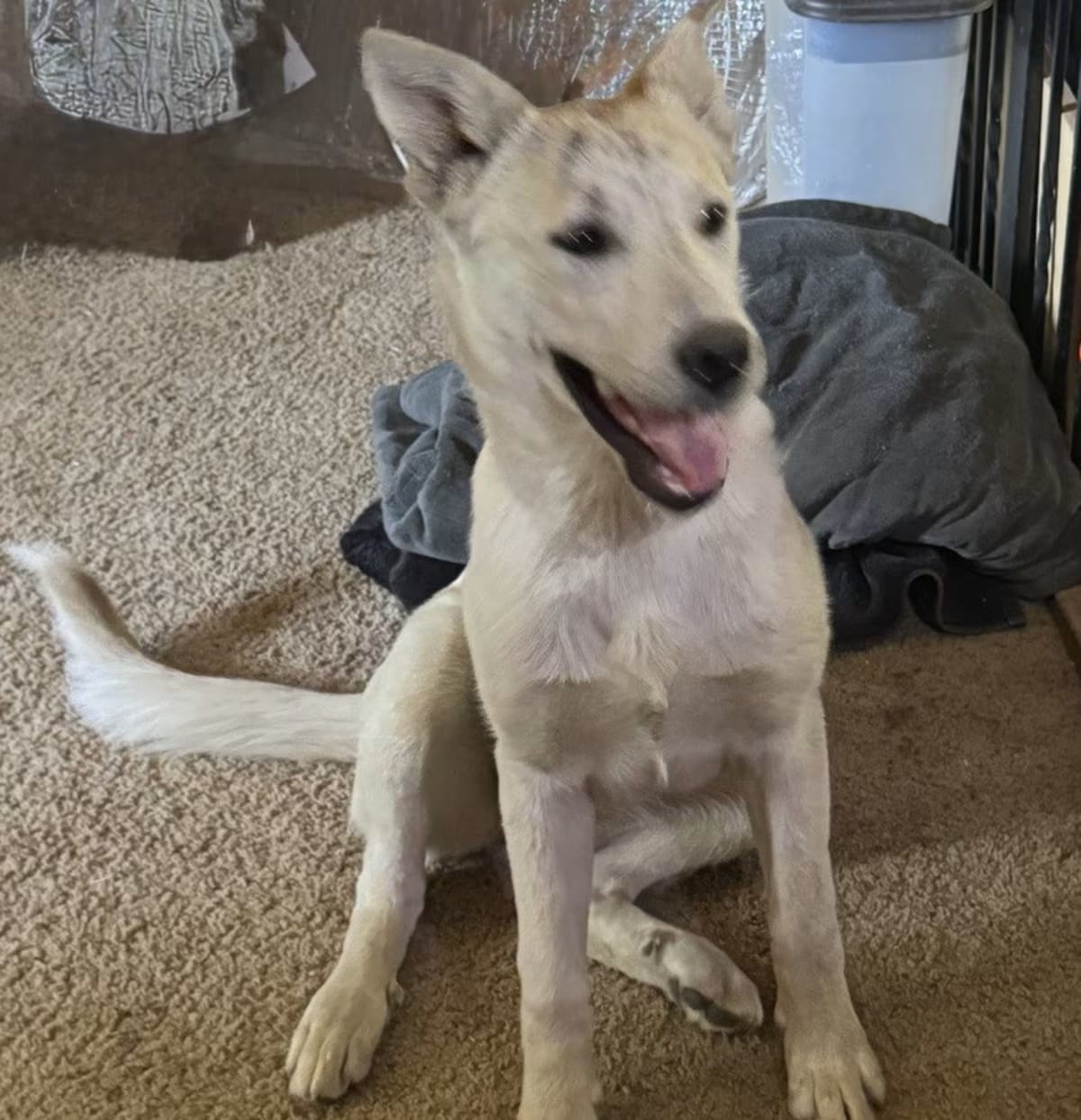 Photo of Bryn, adoptable Siberian Husky/Labrador Retriever in Littleton, Colorado