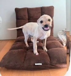 Photo of Smiley, adoptable Labrador Retriever in Dana Point, California