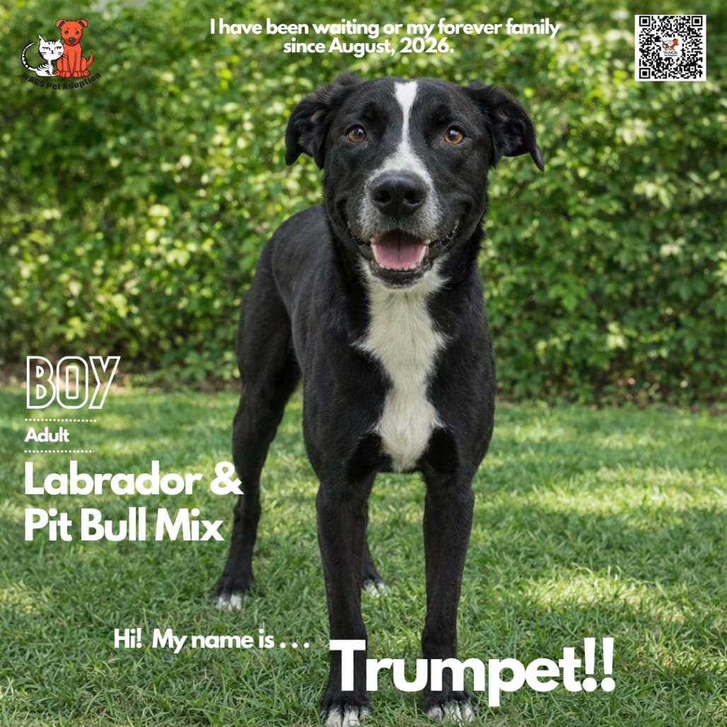 Photo of Trumpet, adoptable Retriever, Labrador / Terrier, Pit Bull in Westminster, California