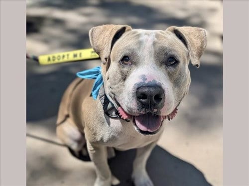Photo of Milo, adoptable Pit Bull Terrier in San Pedro, California