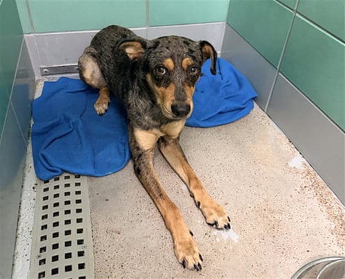 Photo of Silvester, adoptable Queensland Heeler in Houston, Texas