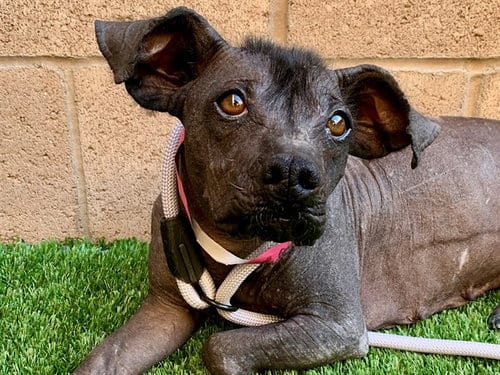 Photo of Peony, adoptable Mexican Hairless in Moreno Valley, California