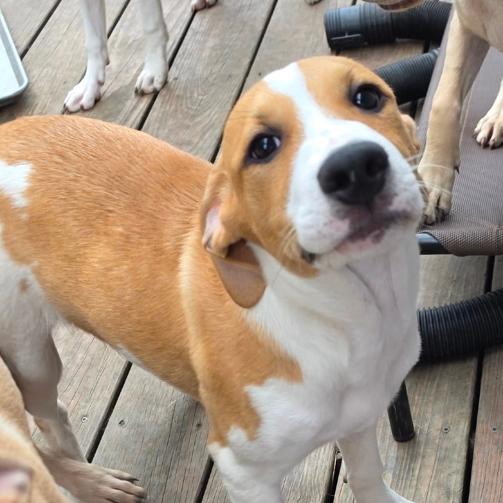 Photo of Valor, adoptable Hound / Mixed Breed (Medium) in Grinnell, Iowa