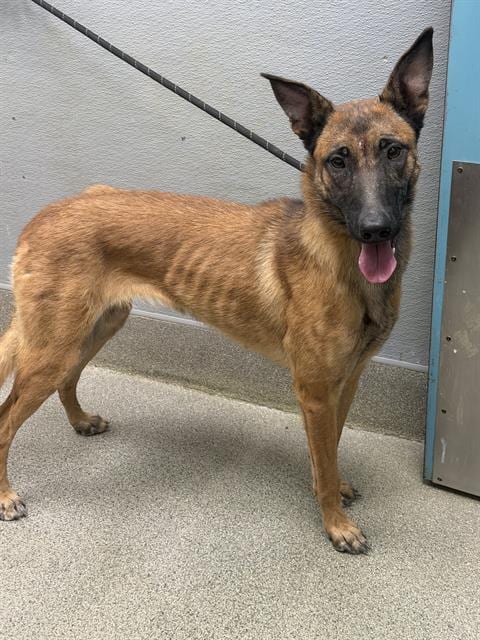 Photo of Candy Corn, adoptable Belgian Shepherd Malinois in Las Vegas, Nevada