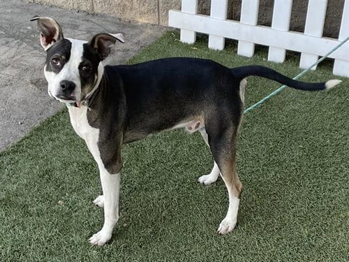 Photo of Smudge, adoptable Pit Bull Terrier in Modesto, California