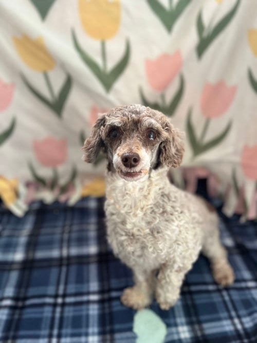 Photo of Clementine Jul 26, adoptable Poodle (Miniature) in Pacolet, South Carolina