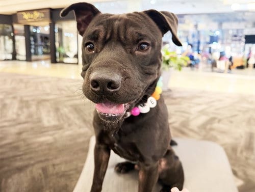 Photo of Bartholomew, adoptable American Staffordshire Terrier in Ft Lauderdale, Florida