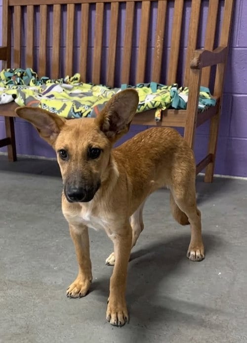 Photo of Apollo, adoptable Shepherd in Genesee, Wisconsin