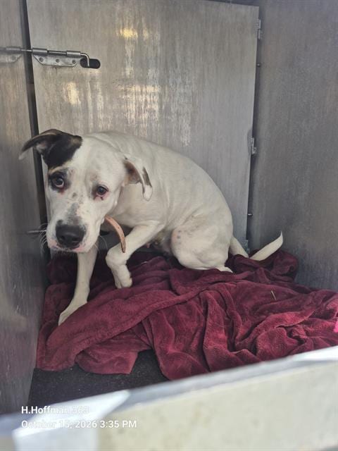 Photo of Sun, adoptable American Staffordshire Terrier in San Antonio, Texas