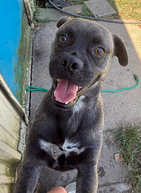 Photo of Dante, adoptable Pug in Houston, Texas