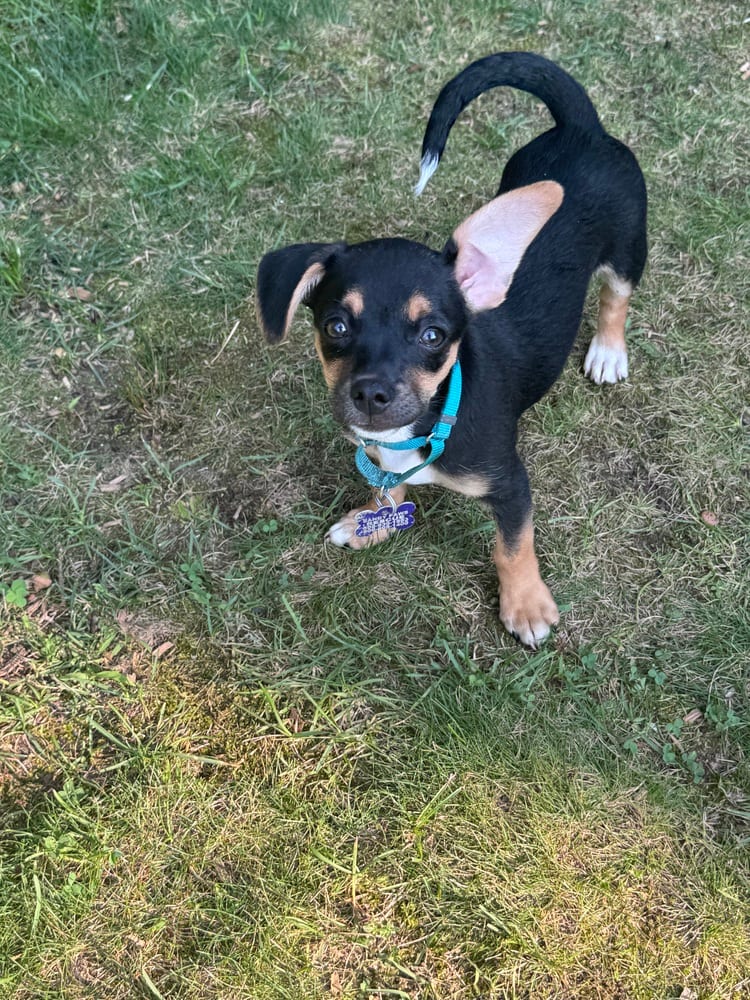 Photo of Nori, adoptable Terriers (Small) in Oak Bluffs, Massachusetts