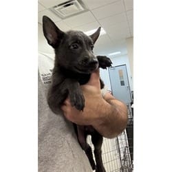 Photo of Rocky, adoptable Belgian Malinois in Doral, Florida